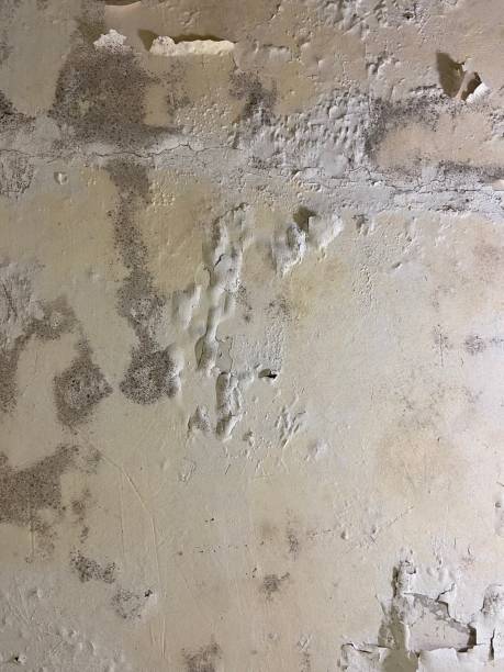 Mold Removal and Inspection in Alice, TX
